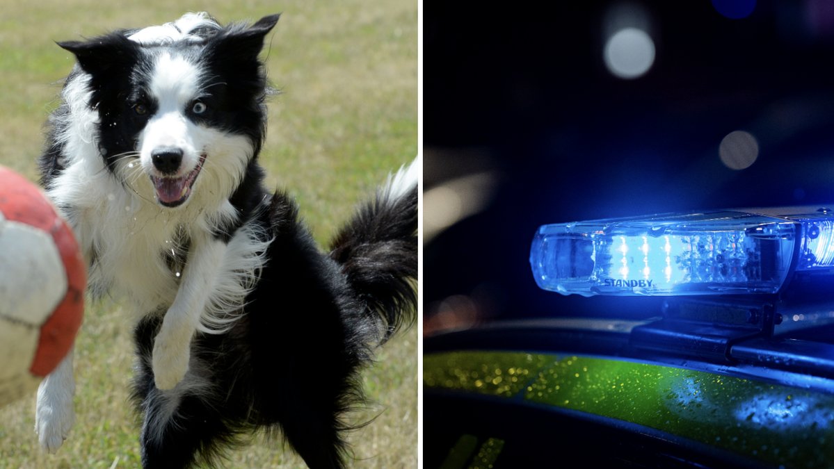 Ett ovanligt fall av rabies har upptäckts i Paris. 