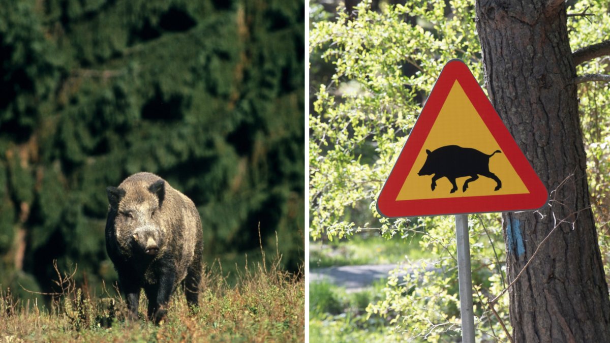 En dansk man i 60-årsåldern som hittades avliden i ett skogsparti i Eksjö kommun kan ha dödats av ett vildsvin.