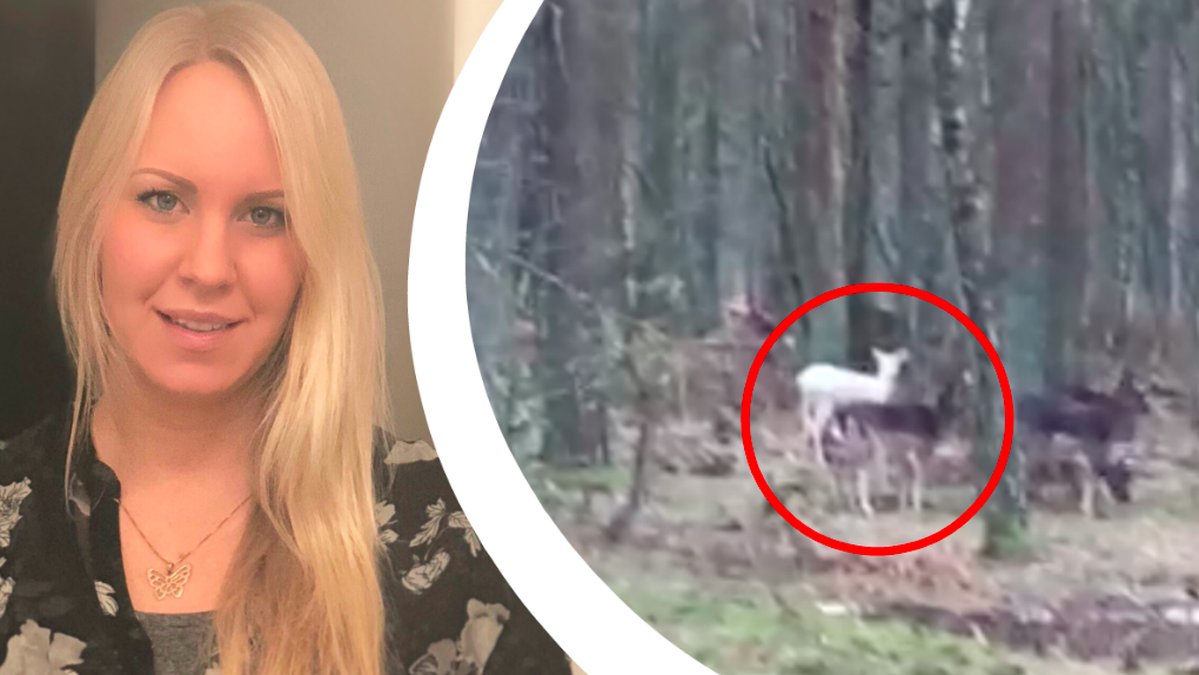 Vita rådjur filmade