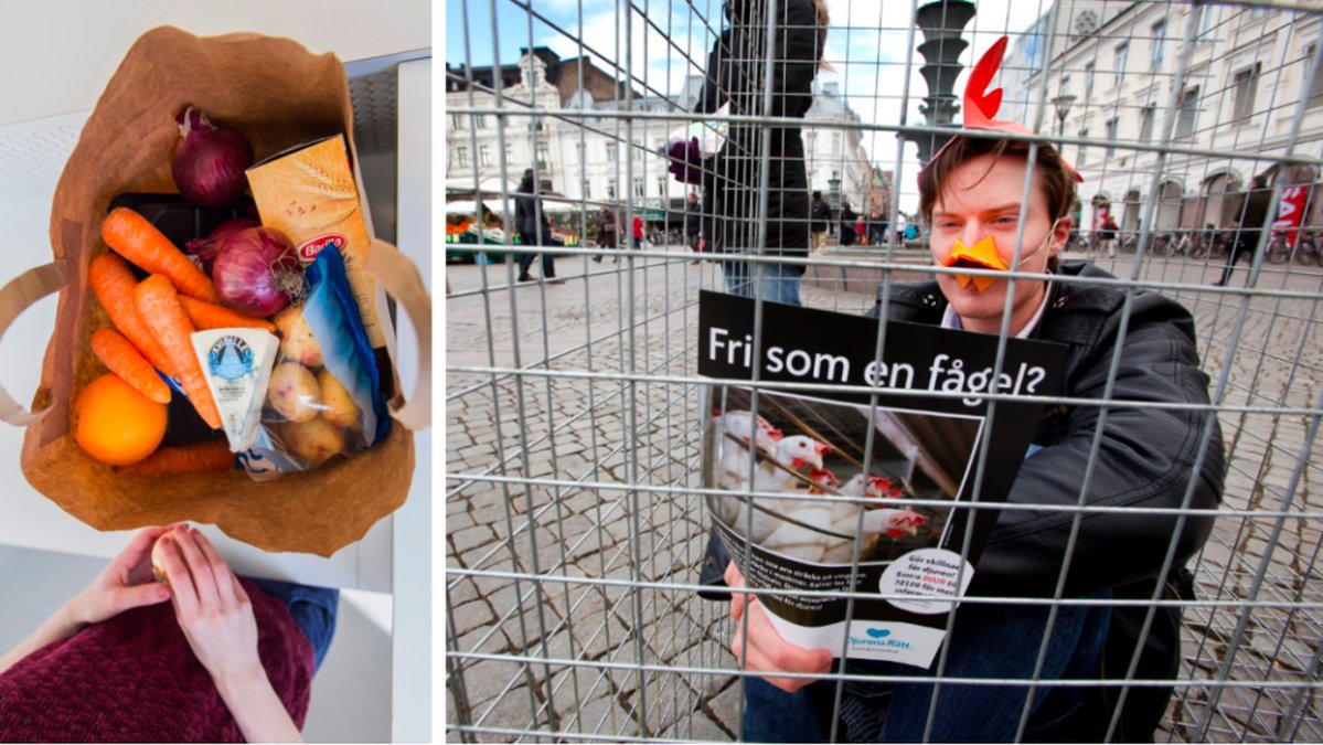 Djurens rätt släpper rapport om djurvälfärden på matkasseföretag.