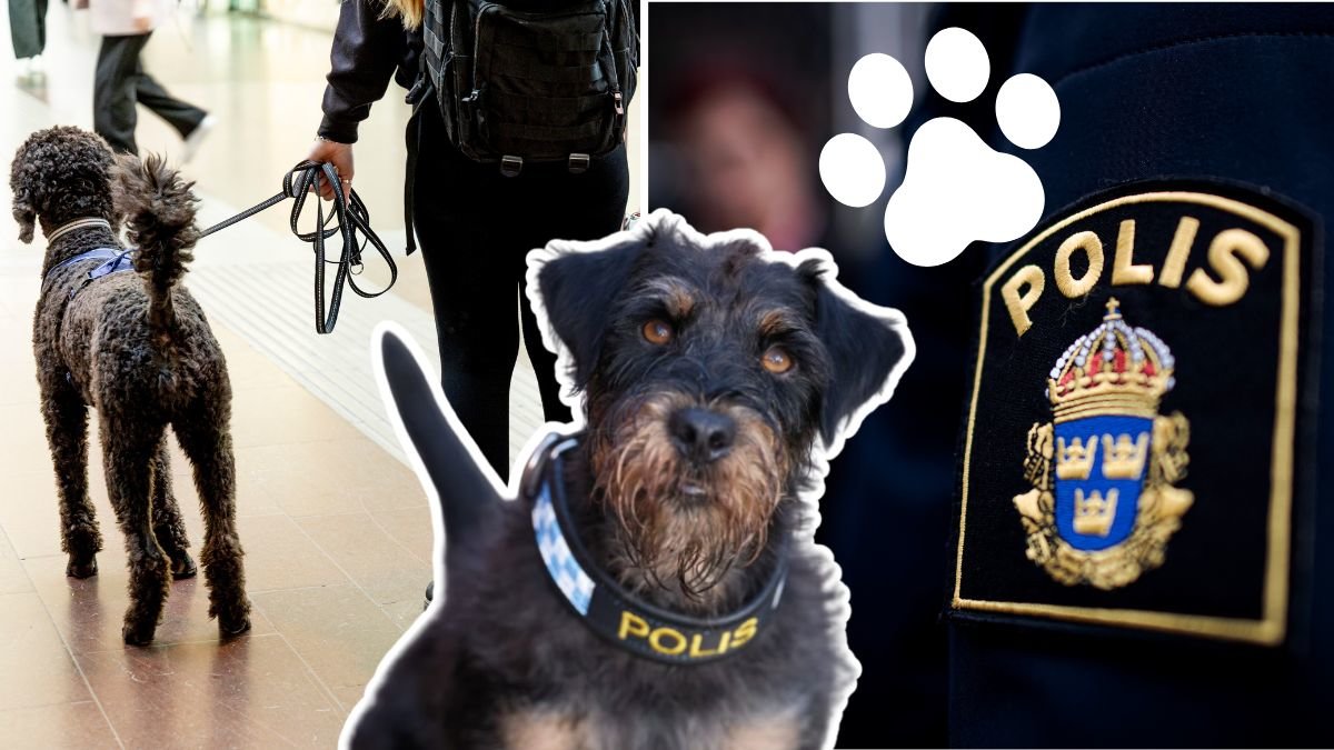 Hund i koppel till vänster. Bild på hunden Ivan utklippt i mitten. Ett vitt tassavtryck över Ivan. En bild på ett polisemblem på en polis arm till höger. 