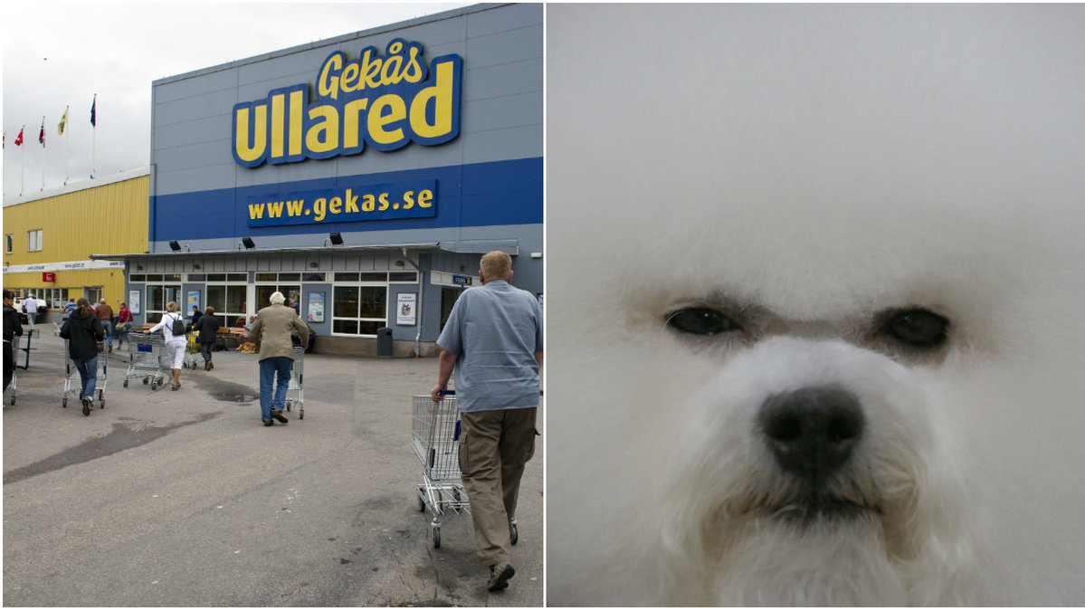 Hunden Mopps skäller på människor - har synfel
