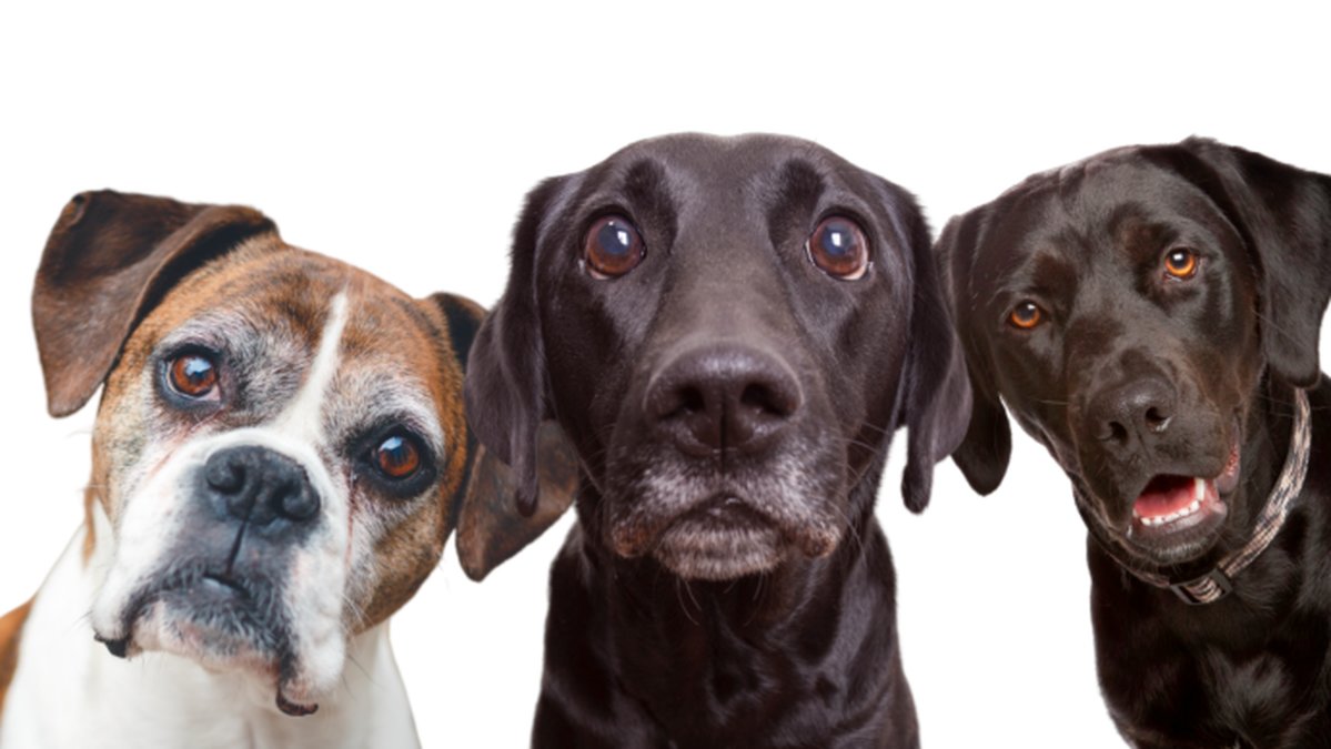 Fem-saker-du-gor-som-din-hund-hatar