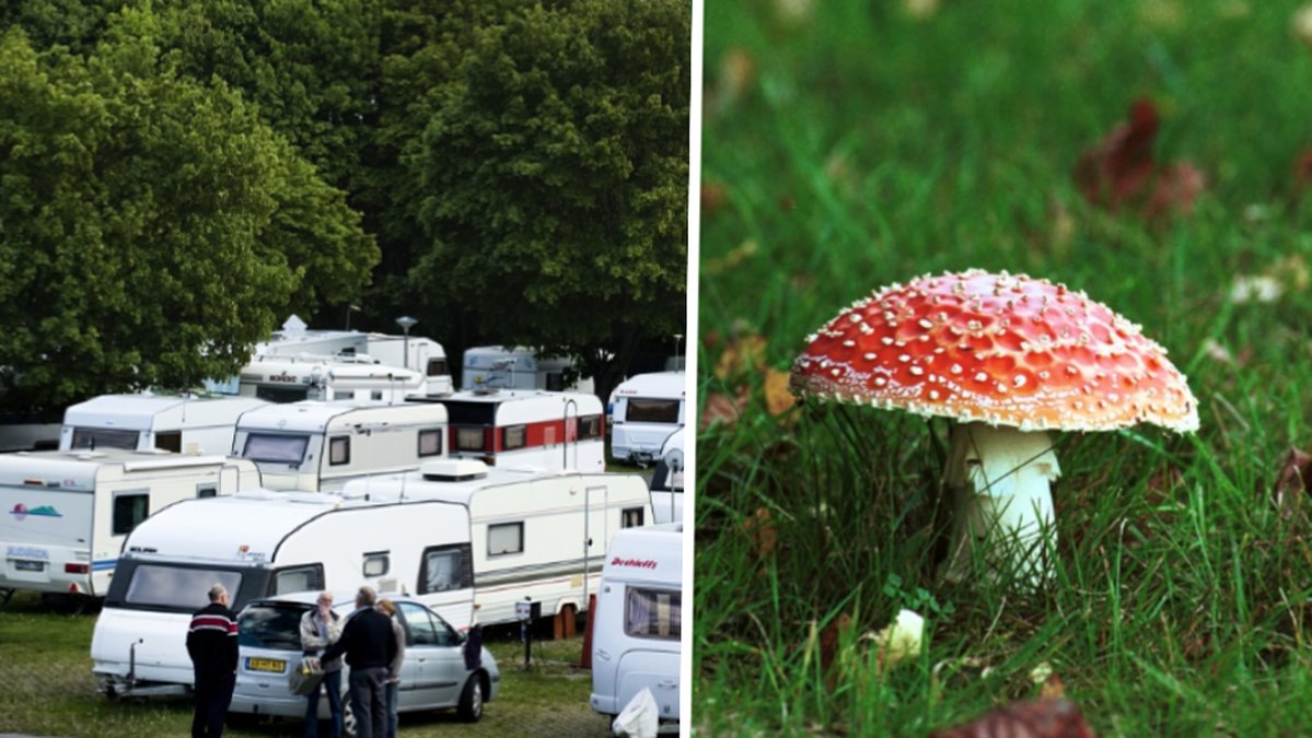 Ryska turister på camping