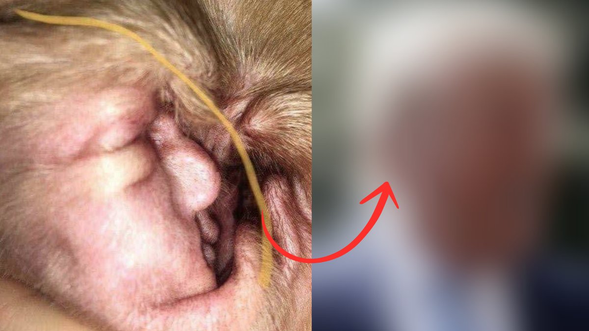 Ser-du-vad-som-gommer-sig-i-hundens-ora?