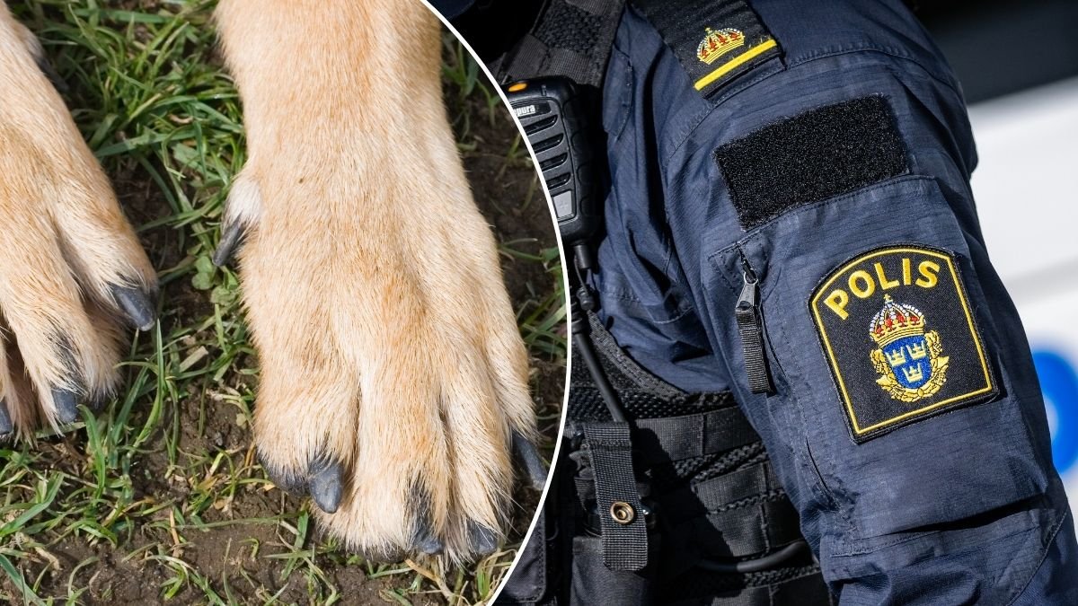 Bild på hundtassar och en polisuniform.