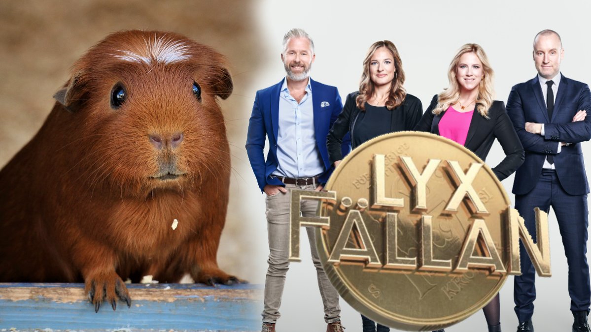 Inspelningen innebar för mycket stress för marsvinet