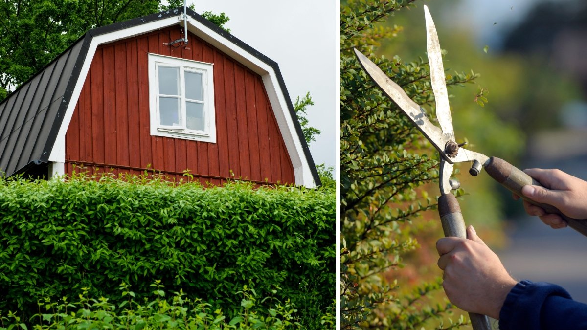 Bild på en trädgårdshäck en en häcksax.