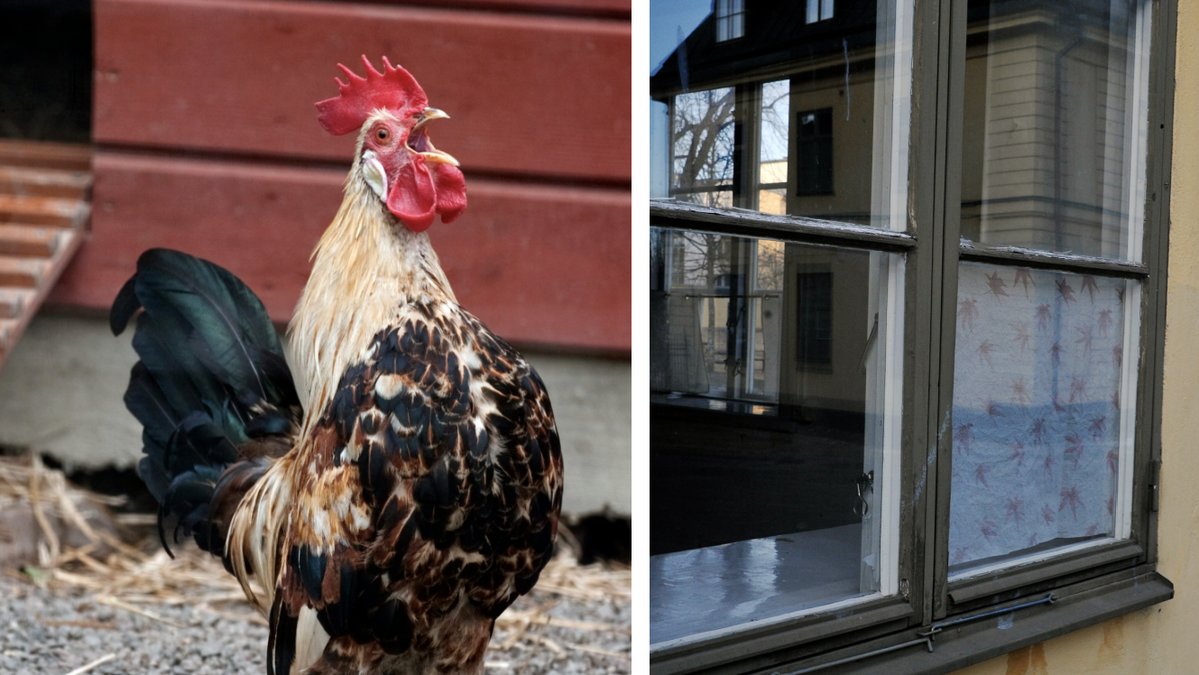 En galande tupp irriterar grannarna i ett område i Falun.