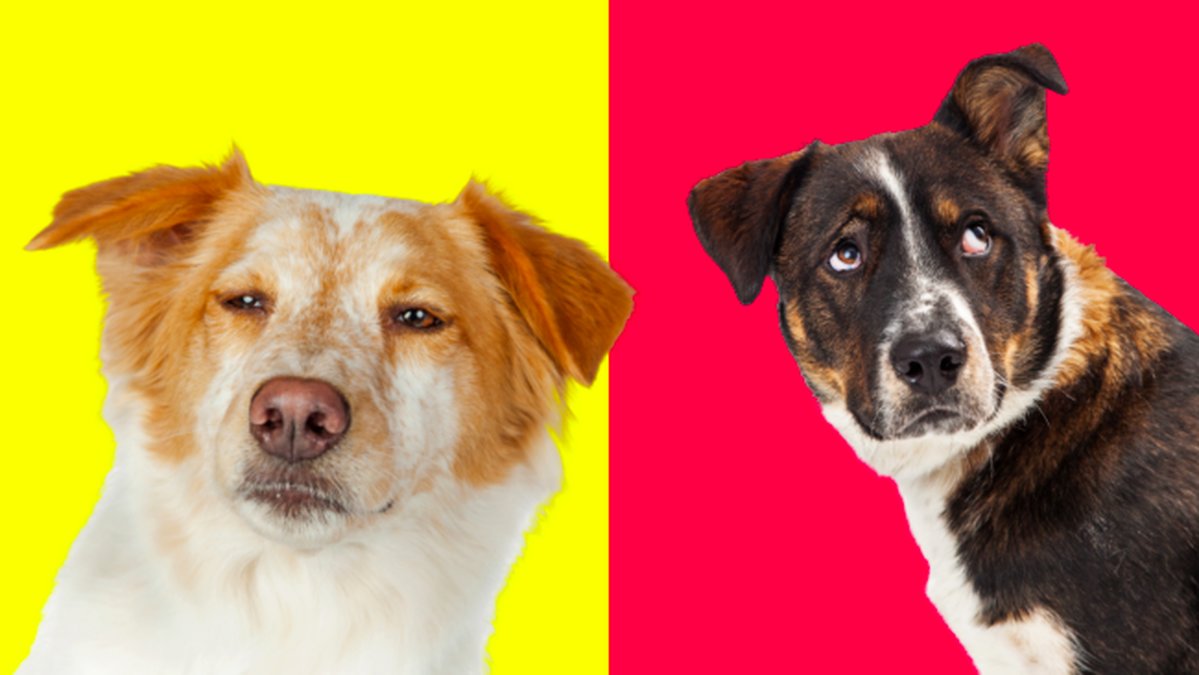 Därför kan din hund vara jobbig.