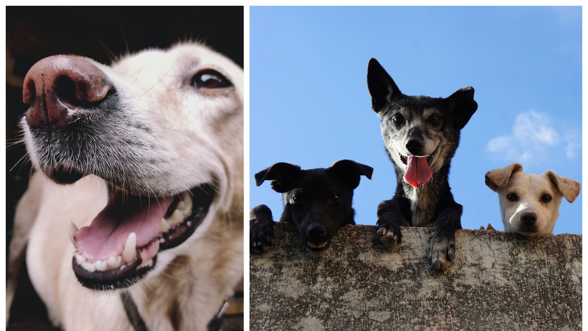 Hundar kan bränna sig i solen. 