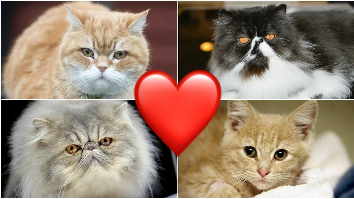 17 intressanta saker du måste veta om katter