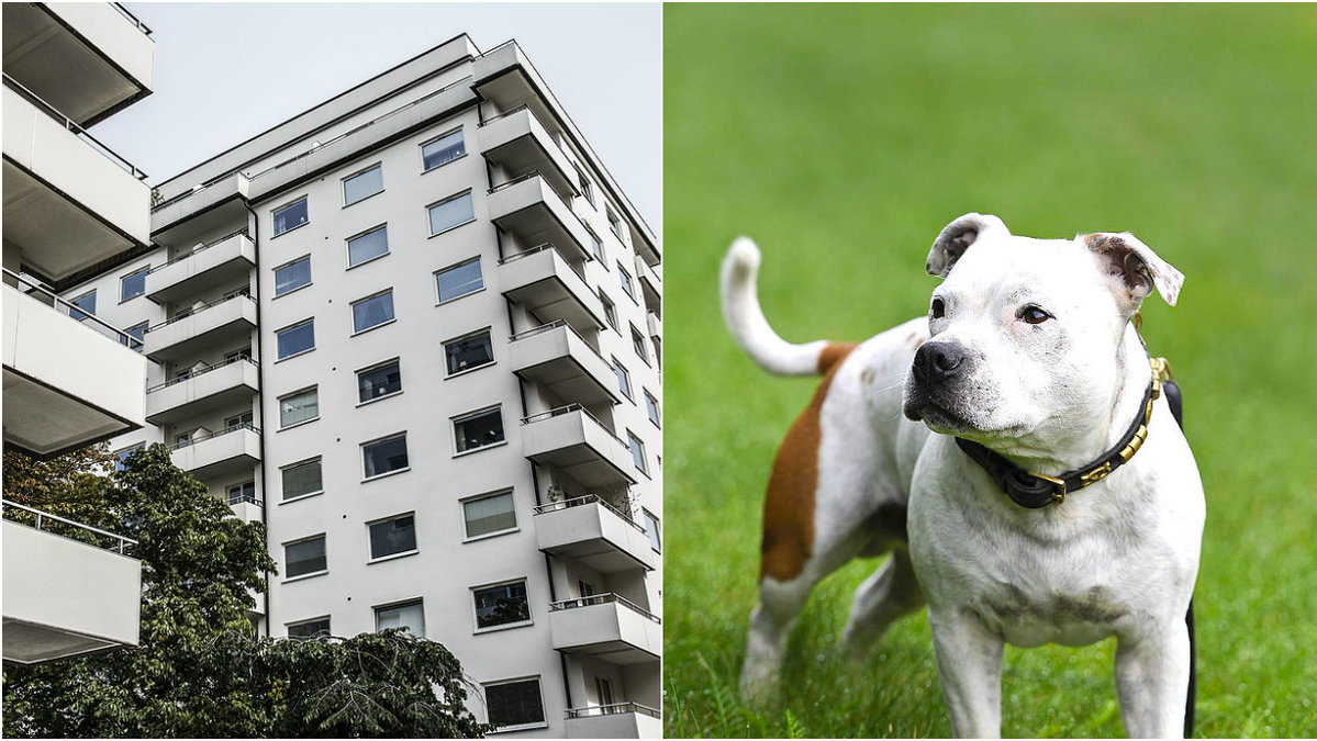 En hund kastades mot sin död från ett lägenhetshus. 
