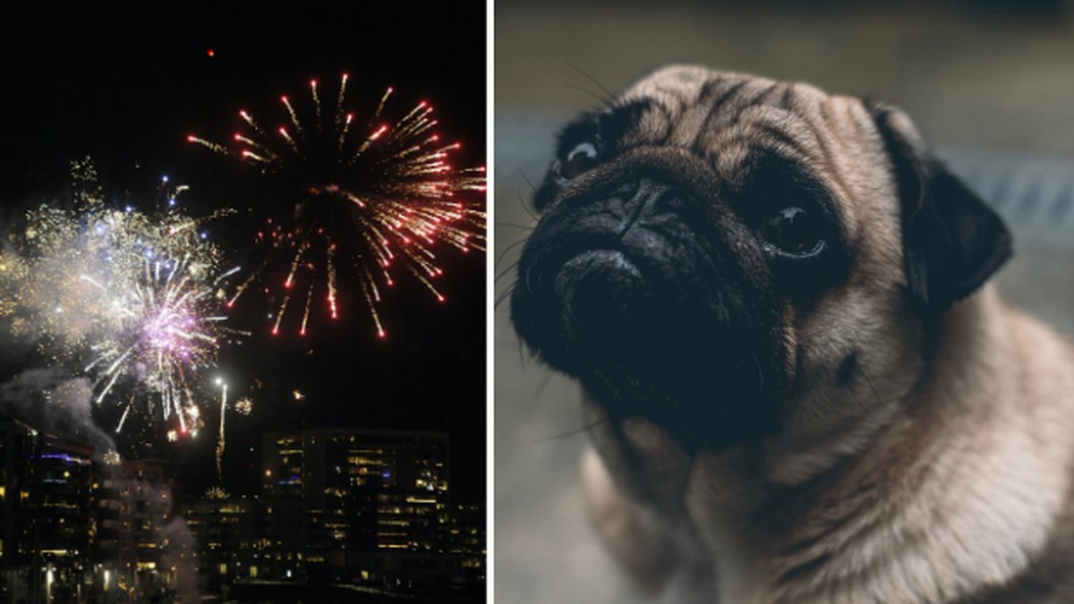 Mops, Fyrverkerier 