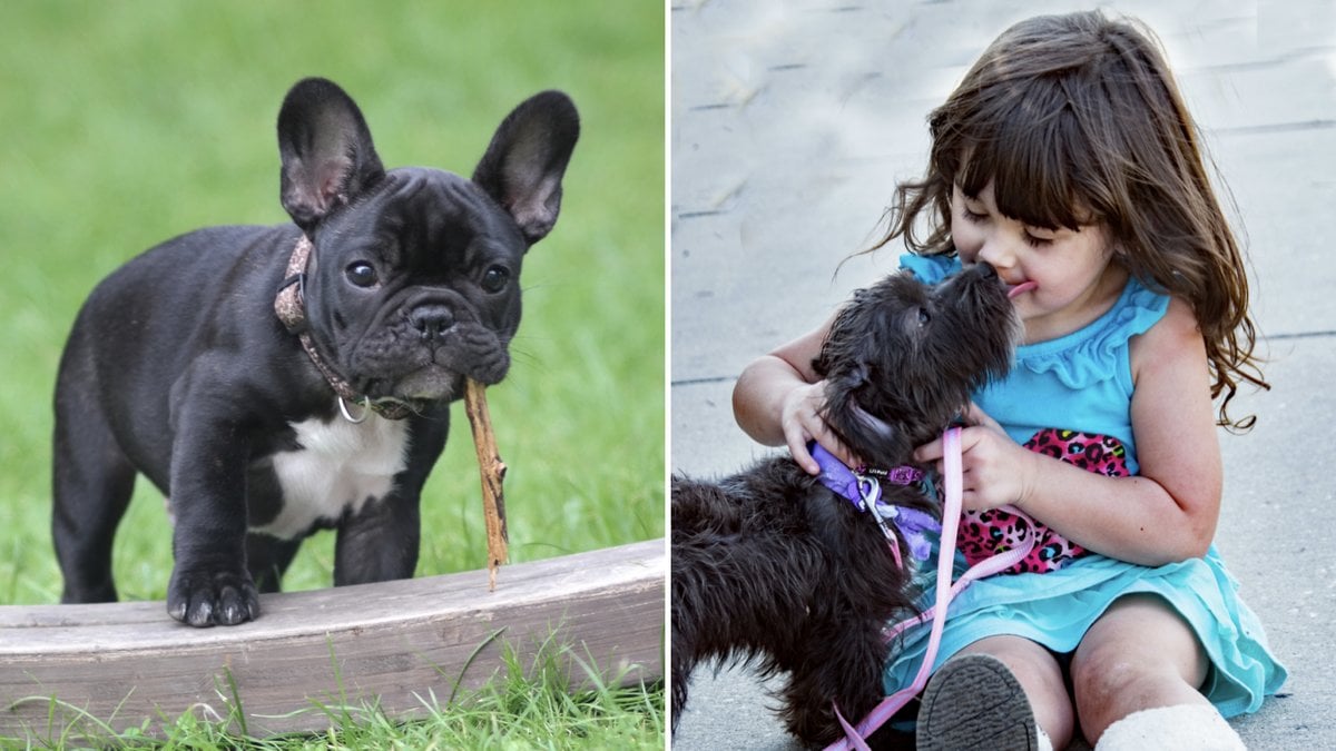 Det finns en sak du aldrig ska göra mod din hund. 