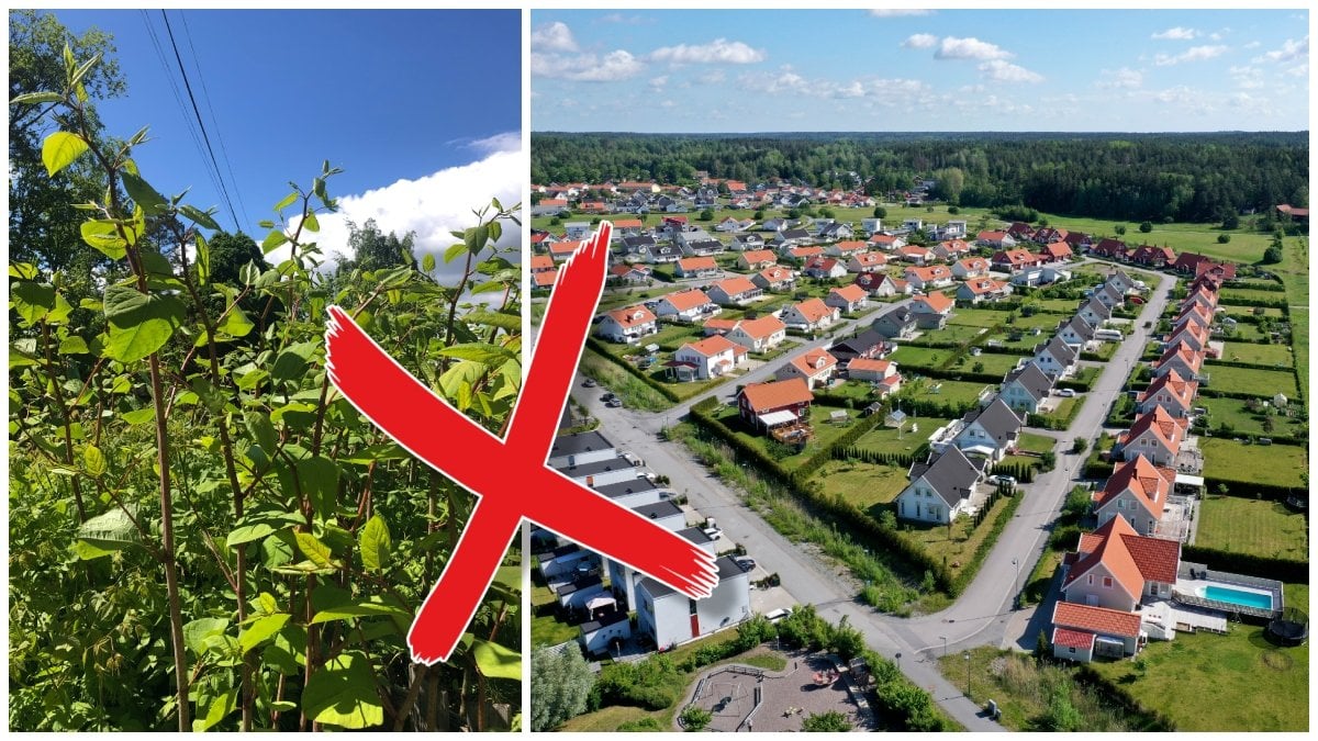 Parkslide och ett villaområde