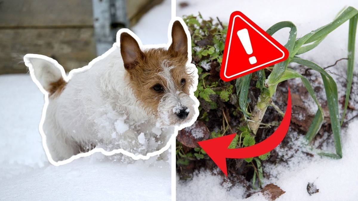 Hund i snön till vänster. Växt i snön till höer.. Röd pil pekar på hunden. En röd varningskylt i övre högra hörnet. 