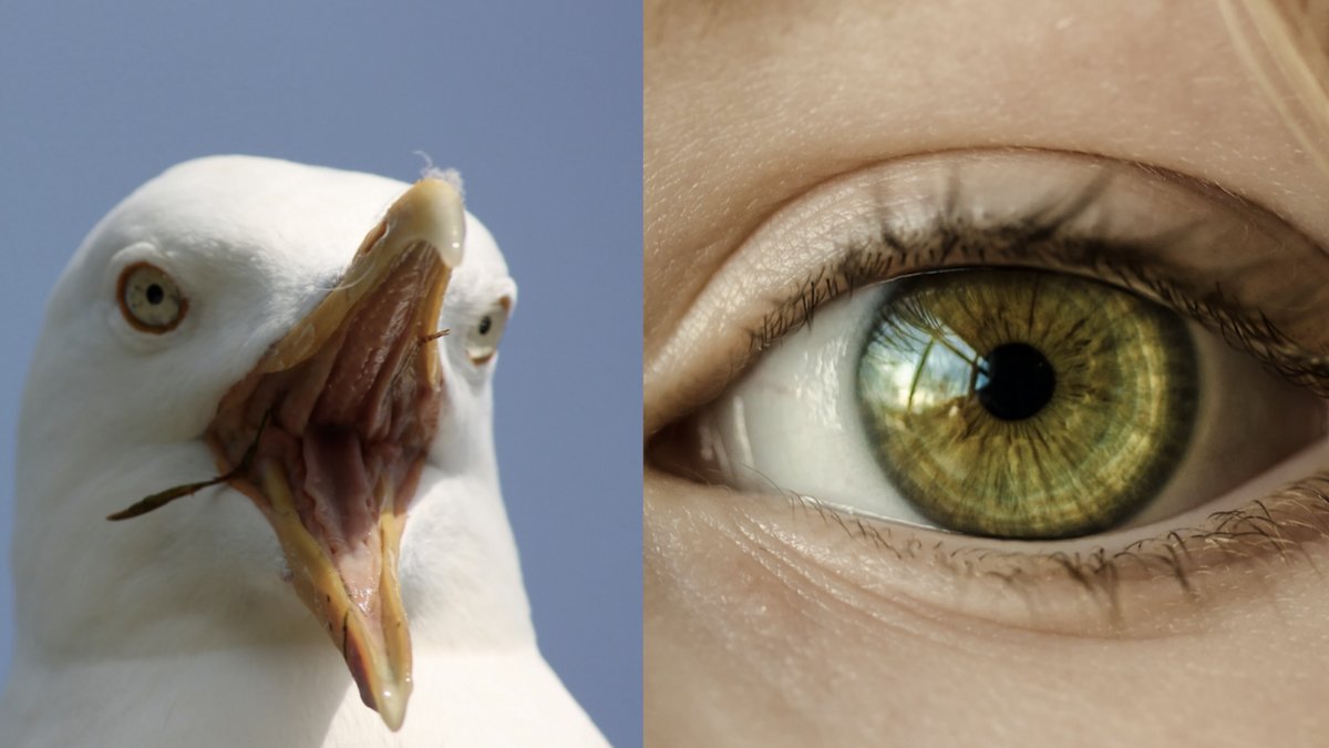 Sa-skrammer-du-bort-fiskmasar-fran-maten