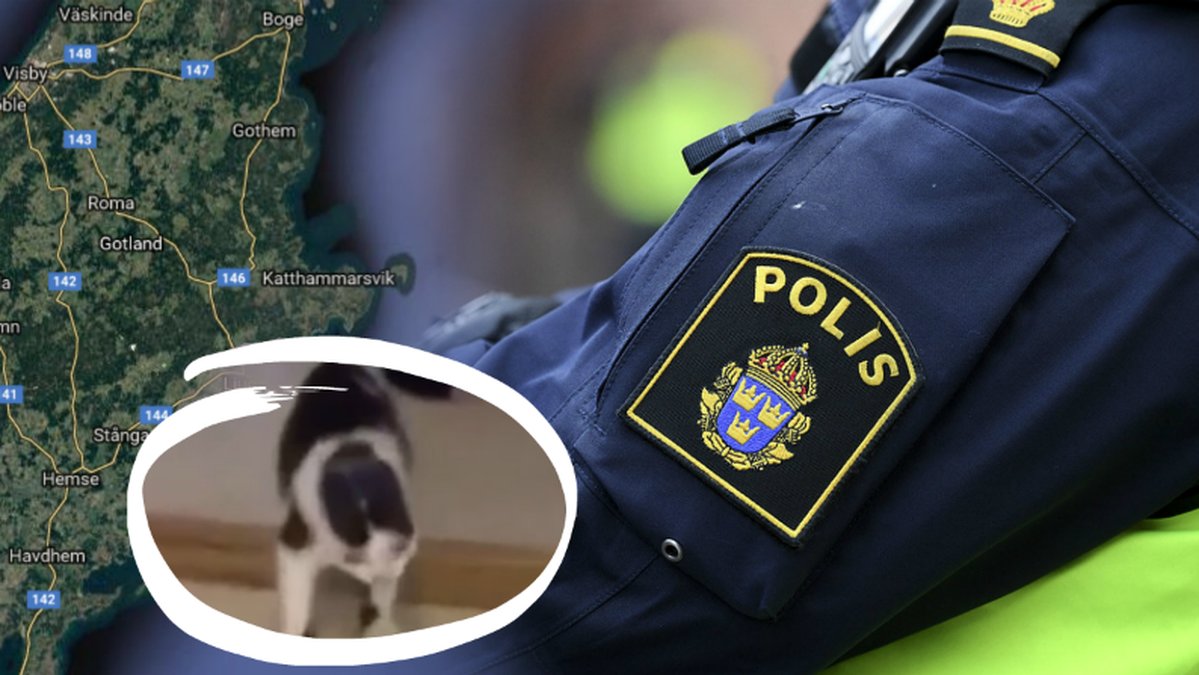 Anmälan har upprättats efter klippet på katten som plågas