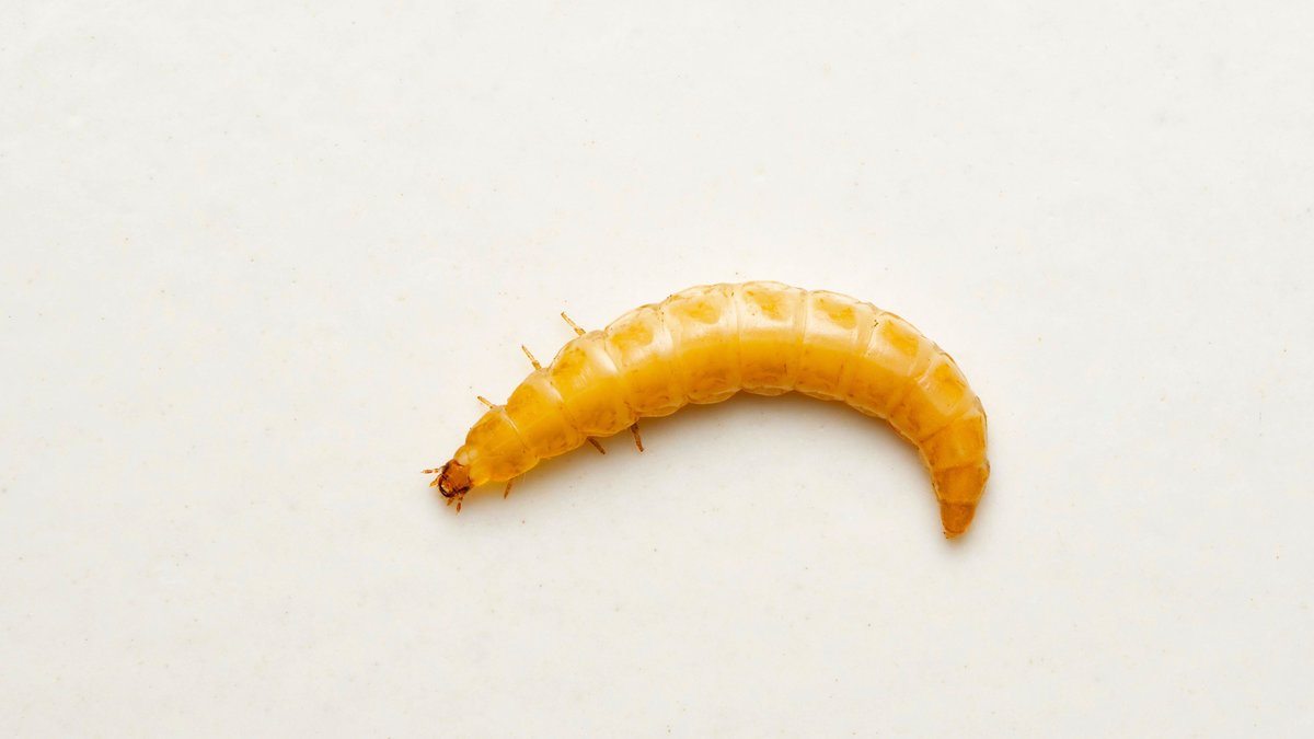 Gula mjölmaskar får nu säljas som livsmedel inom EU.