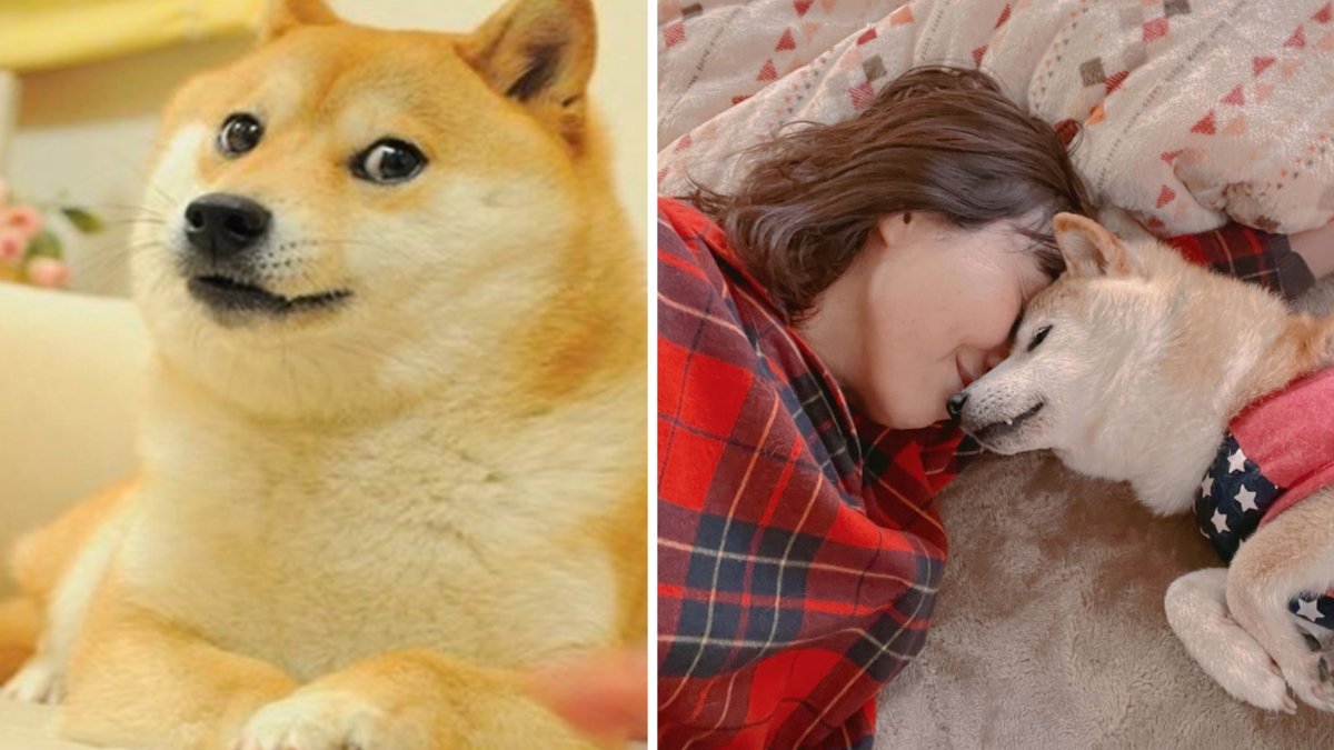 Meme-kändisen Kabosu har blivit allvarligt sjuk.