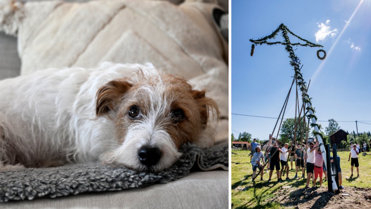 Midsommar innebär vissa faror för husdjuren.