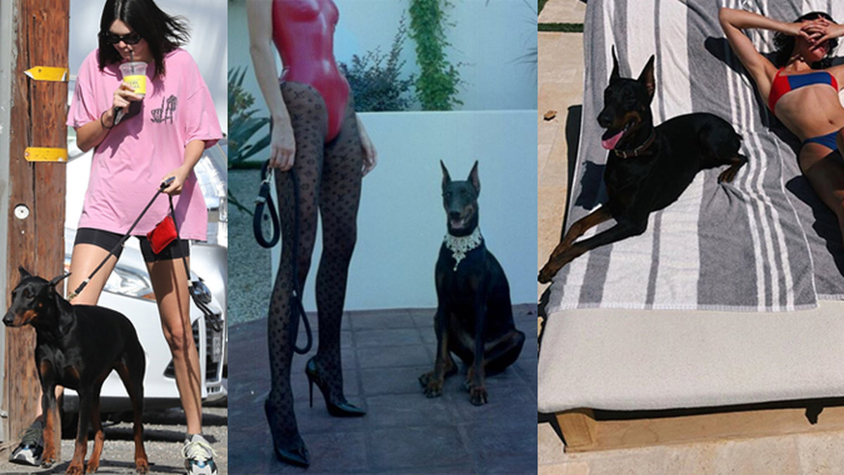 Kendall Jenners hund bet ett barn.