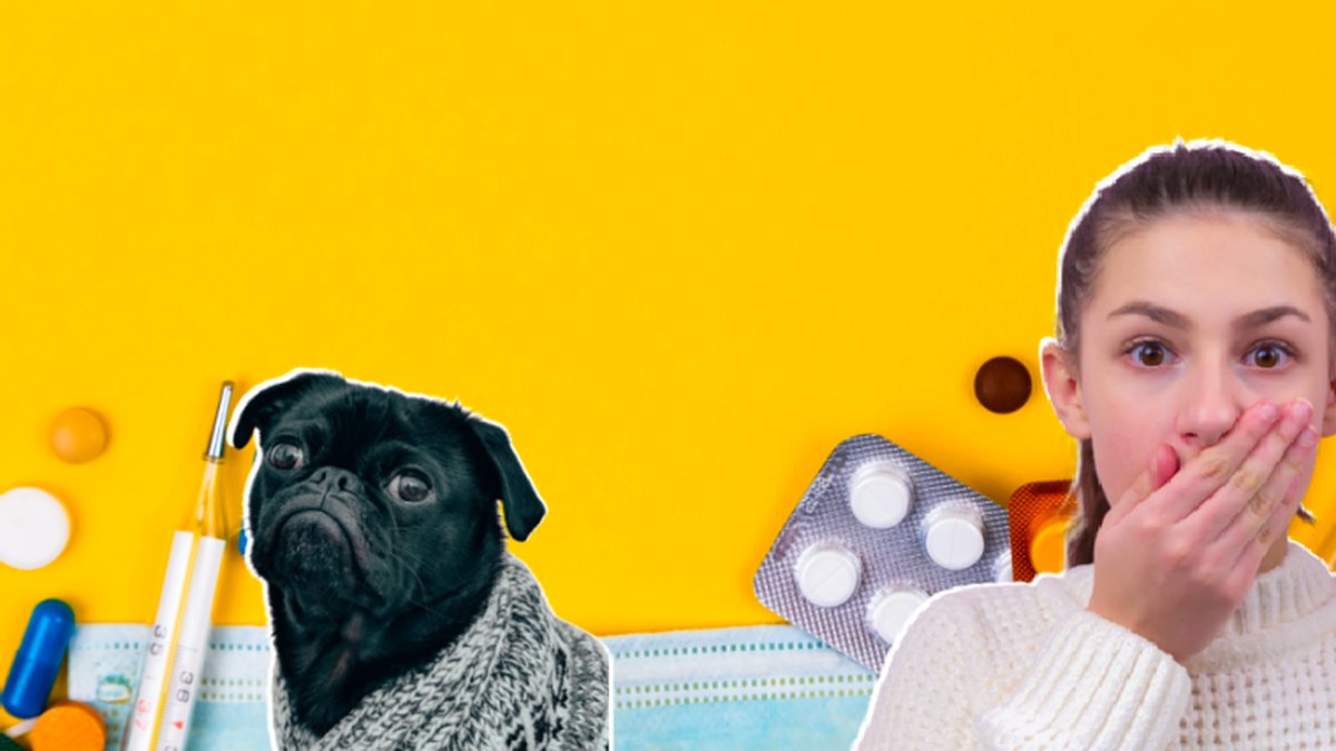 Därför ska du aldrig mata din hund med detta.