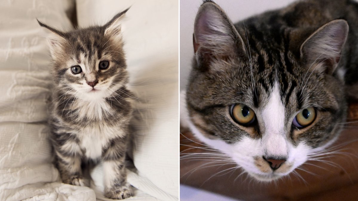 Den nya kattlagen trädde i kraft den 1 januari.