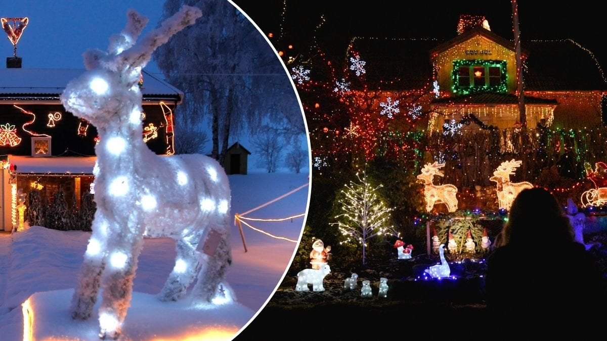 Bilder på julbelysning och ljusslingor i trädgårdar