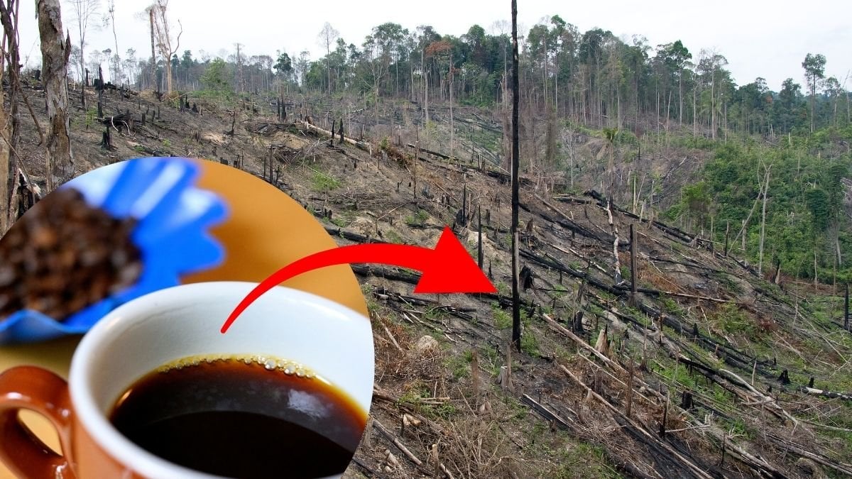 Kaffe-Regnskog-Amazonas