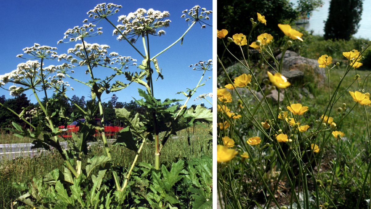 Björnloka och smörblomma.