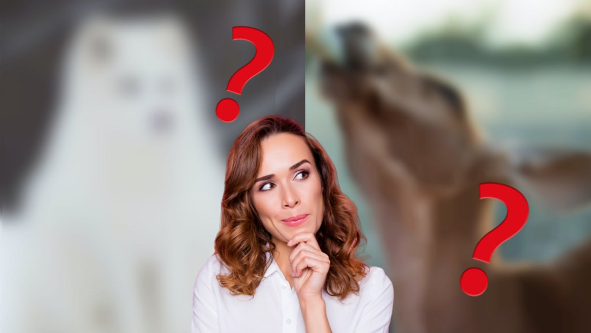 Kan-du-gissa-vilket-det-blurrade-djuret-ar?