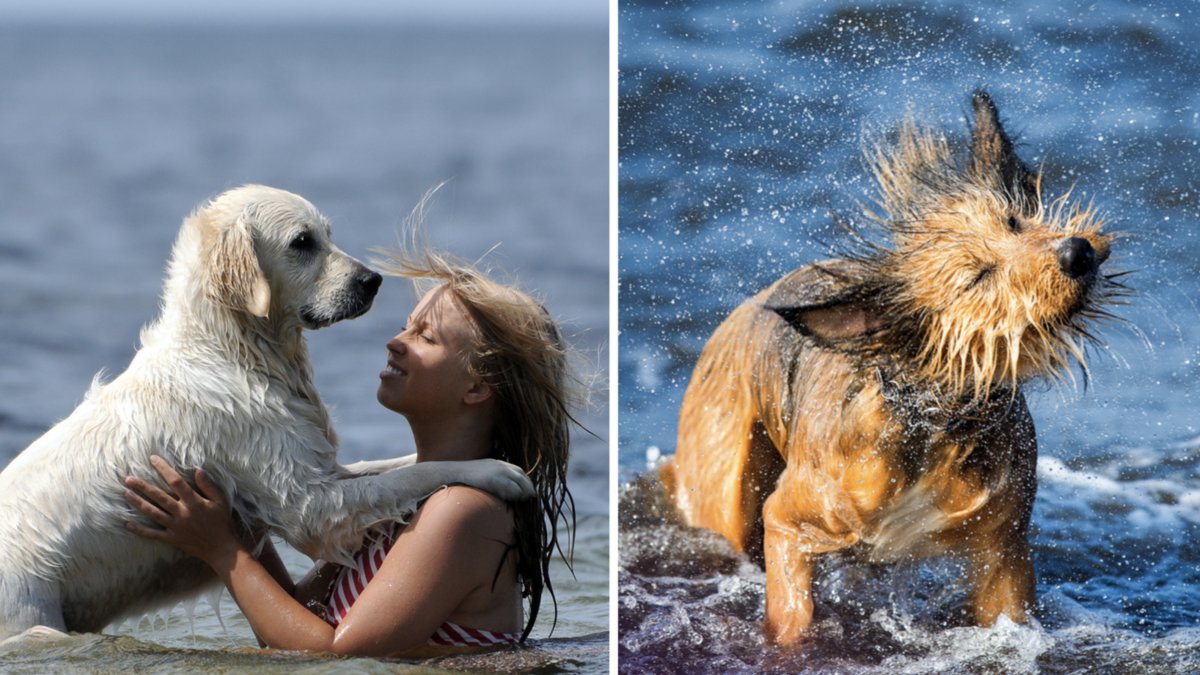 Då ska du aldrig låta din hund bada