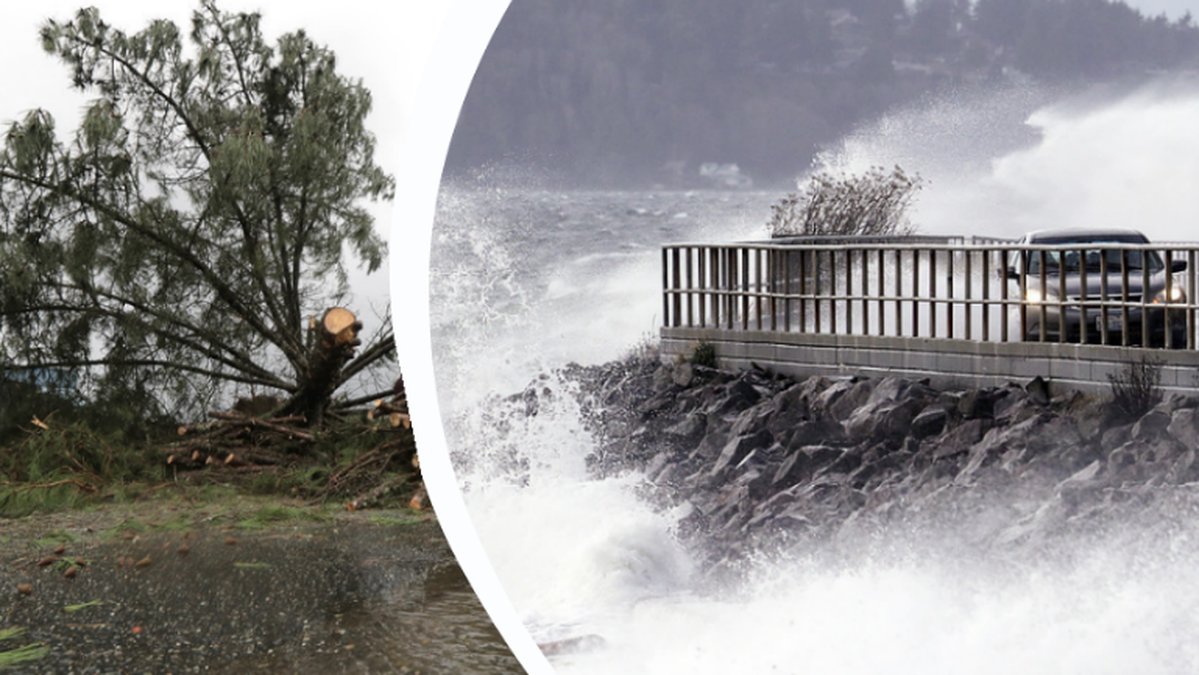 Träd fallit, storm hav bil