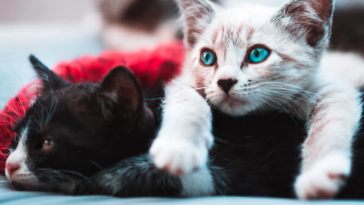 Ignorera katter oss när vi ropar eller vet de inte vad de heter?