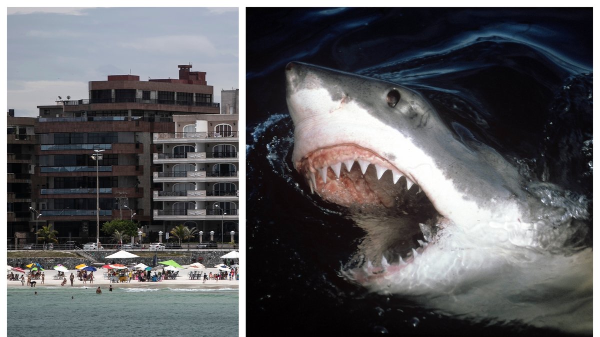 Två turister har dött i hajattacker i Hurghada.