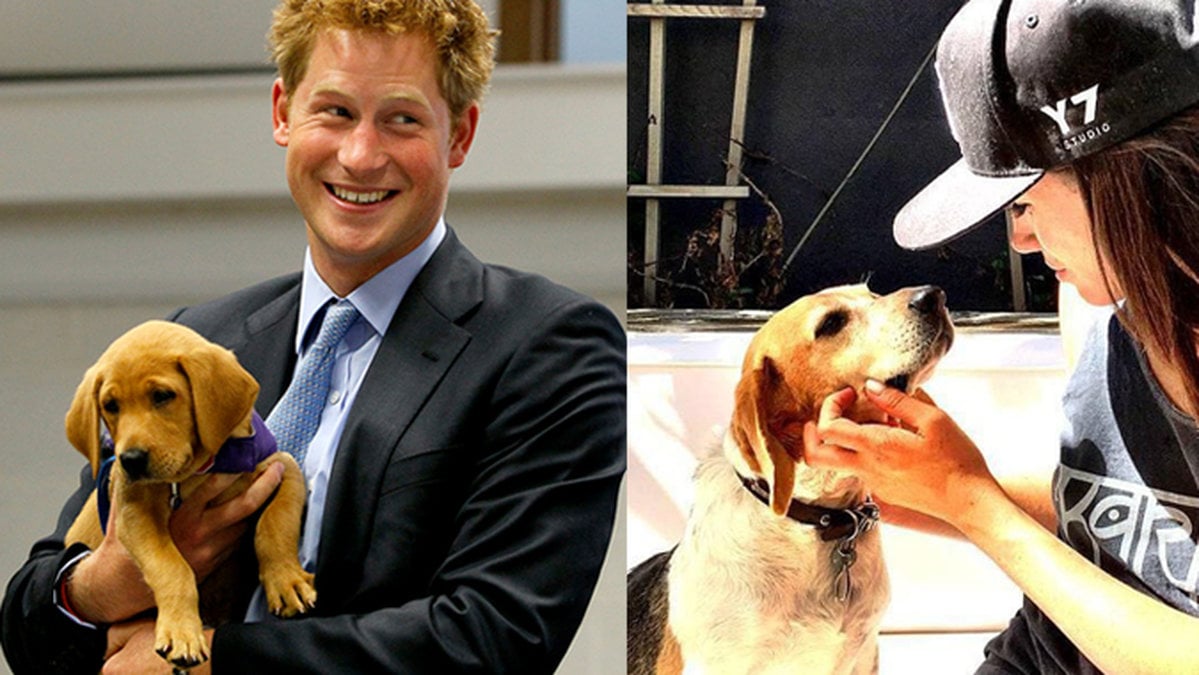 Meghan Markle och prins Harry har köpt en Labrador.