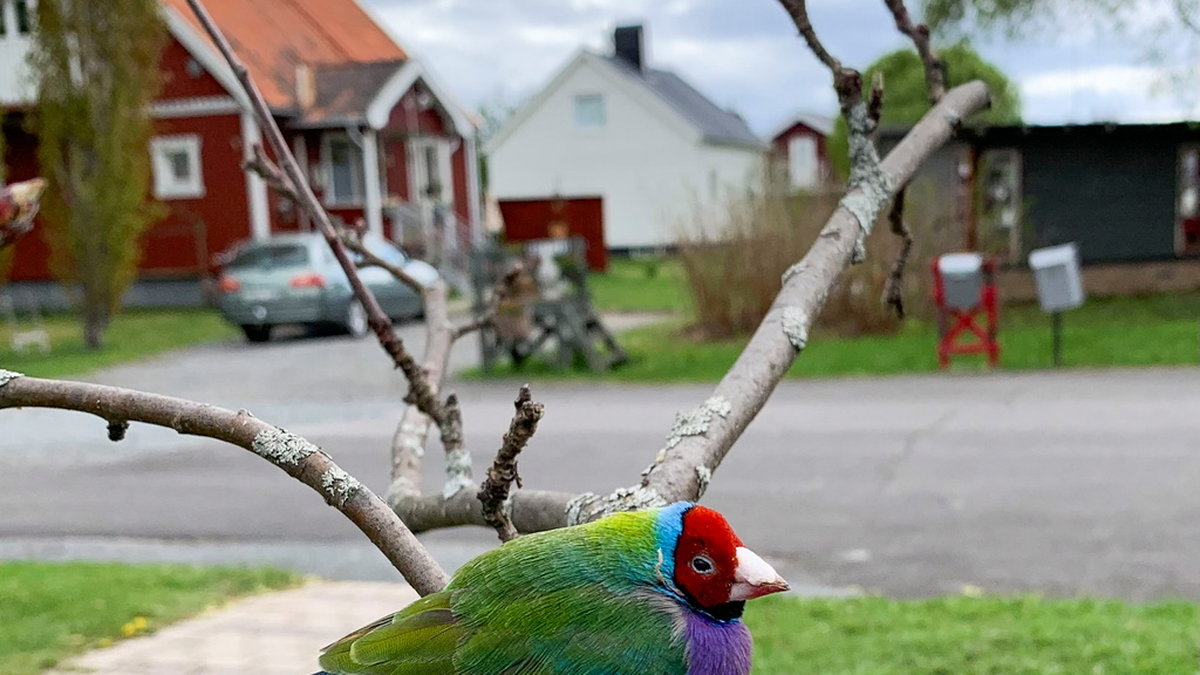 Oväntade överraskningen i trädgården: Jag har aldrig sett något liknande