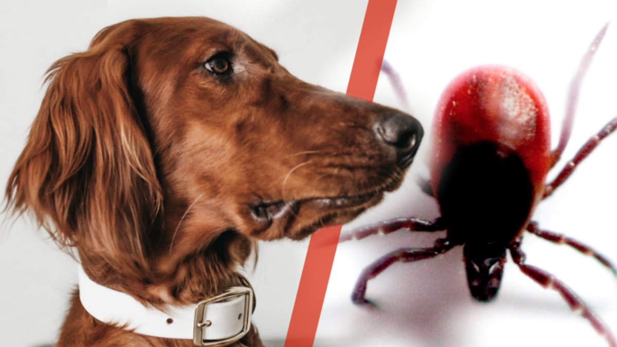 Sjukdomar som din hund kan få av fästingar. 