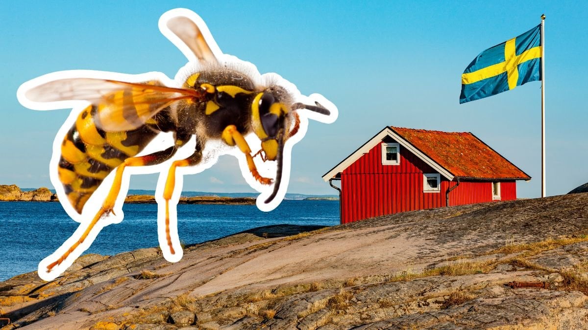 Geting och rött hus i skärgården