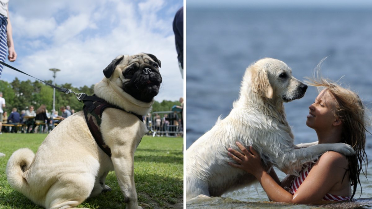 Veterinärens tips: Så tar du hand om din hund i sommarvärmen