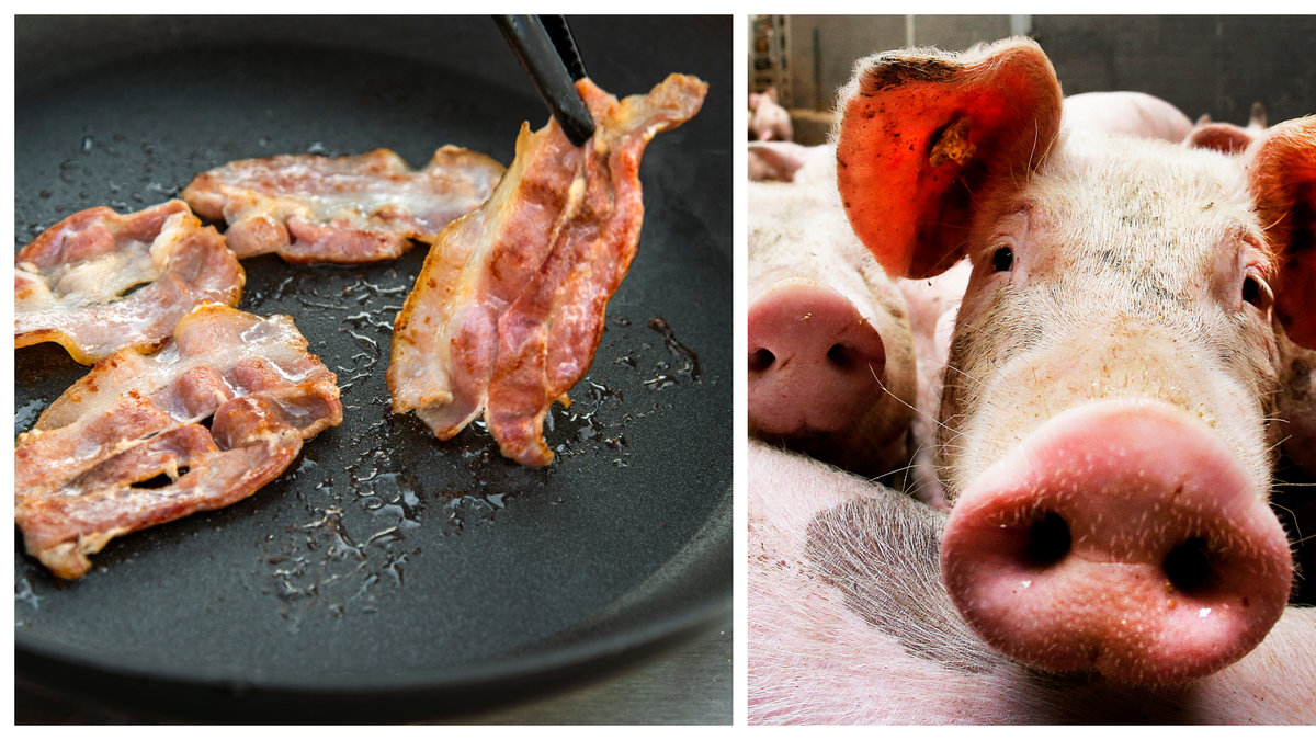 Internationell bacon-kris hotar.