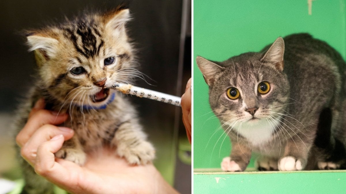 Bilder på en kattunge som matas med pipett och en rädd vuxen katt. 