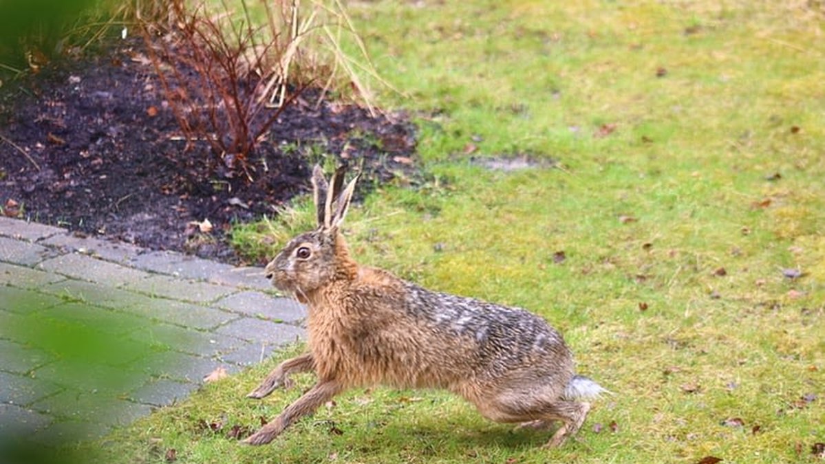 Fältharen med tre öron fångades på bild våren 2021.