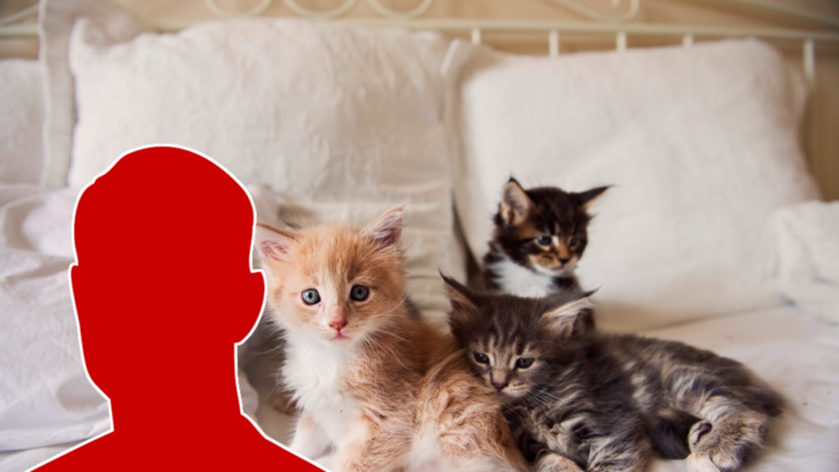 Mannen misstänks ha torterat och dödat fyra kattungar.