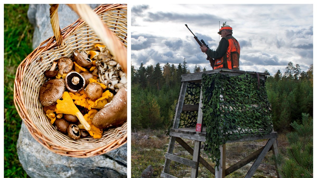 Älgjakten pågår i Sverige.