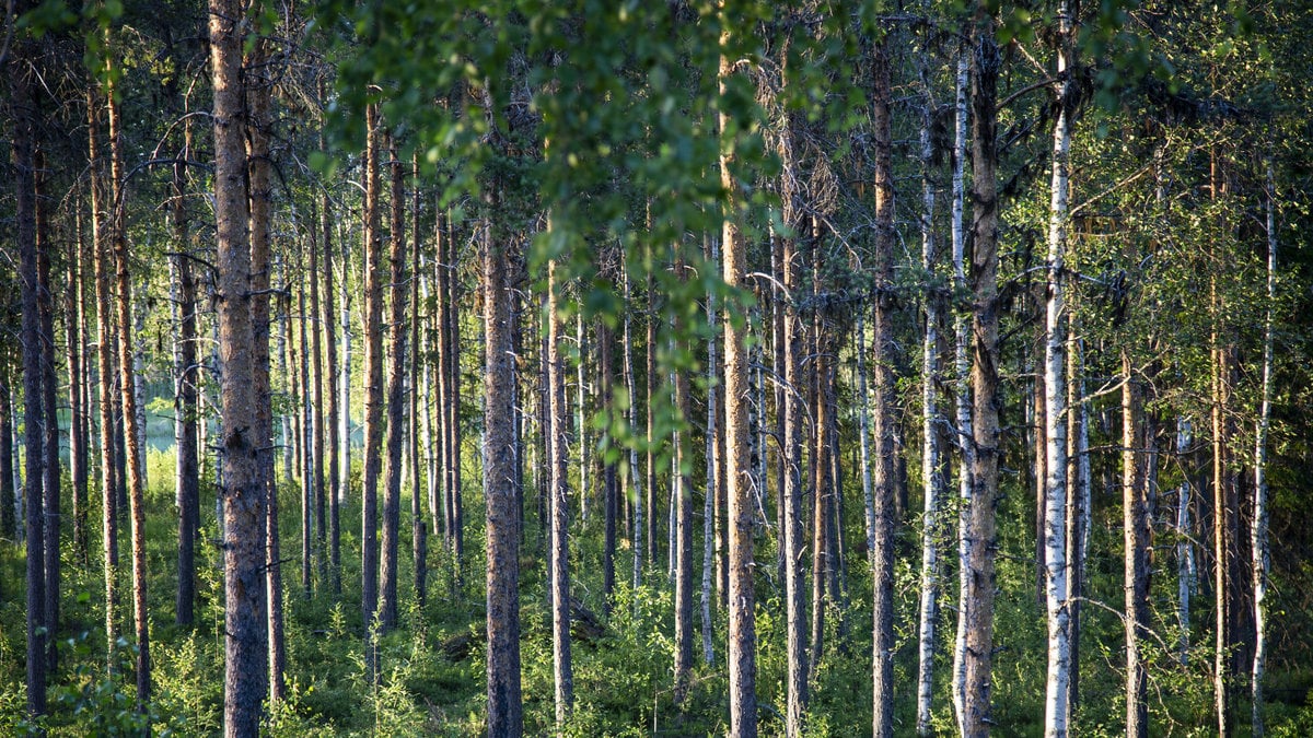 Vad innebär allemansrätten och vilka lagar och regler gäller?