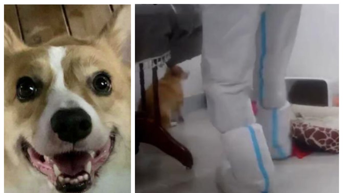 Hundägaren kunde se hur anställda vid smittskyddet slog ihjäl hennes hund.