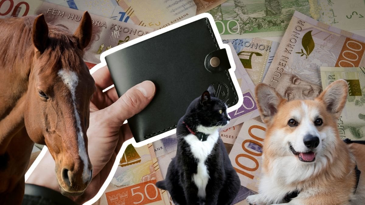 Pengar, plånbok, häst, katt, hund.